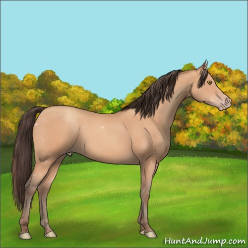 Horse Color:Amber Champagne 