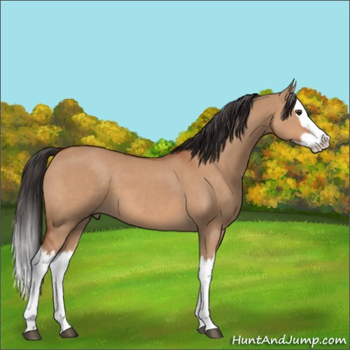 Horse Color:Bay Dun Splash 