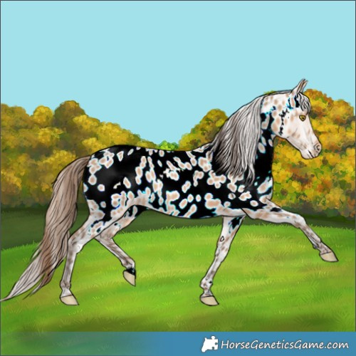 Horse Color:Amber Champagne Appaloosa 
