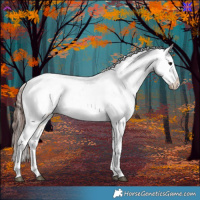 Horse Color:Bay Dun Appaloosa 