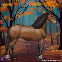 Horse Color:Buckskin 