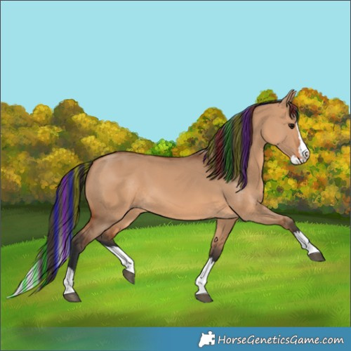 Horse Color:Painted Bay Dun Splash 