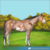 Horse Color:White Spotted Bay Sabino Frame 