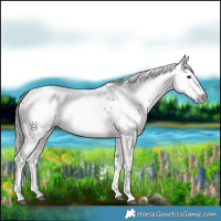 Horse Color:Gray White Spotted Bay Sabino Frame Appaloosa 