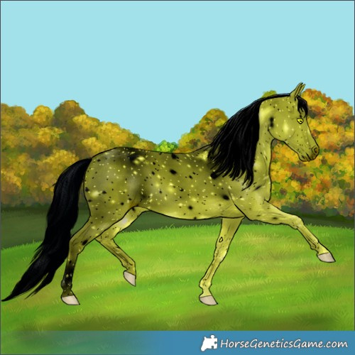 Horse Color:ERROR: UNKNOWN ANOMALY