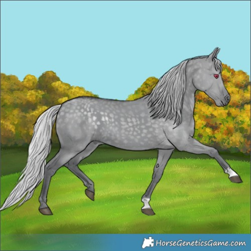 Horse Color:Silver Grullo Chinchilla 