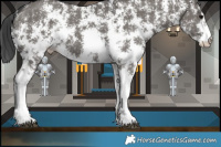 Horse Color:Grullo Sabino 