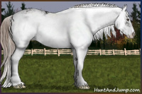 Horse Color:Liver Chestnut Sabino