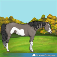 Horse Color:Grullo Splash Frame 