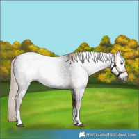 Horse Color:Gray White Spotted Liver Chestnut