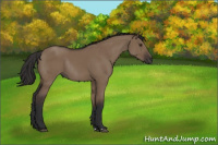 Horse Color:Liver Red Dun Rabicano 