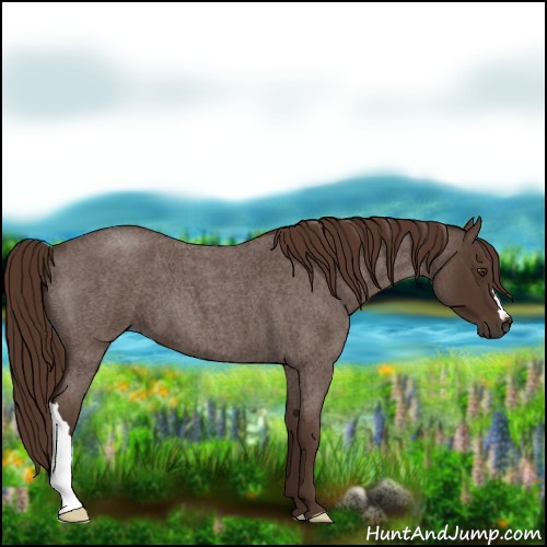 Horse Color:Liver Red Roan