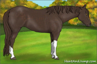 Horse Color:Liver Chestnut 