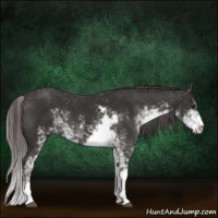 Horse Color:Liver Chestnut Sabino