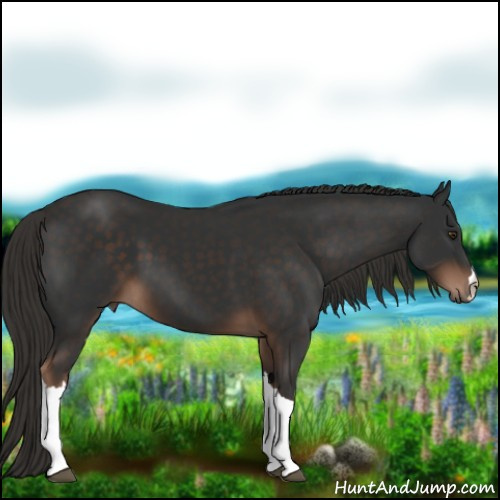 Horse Color:Liver Chestnut 