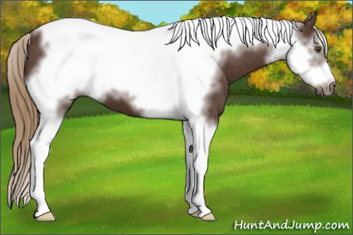 Horse Color:Liver Chestnut Tobiano Frame 