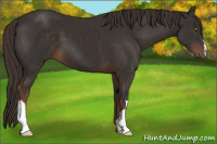 Horse Color:Liver Chestnut 