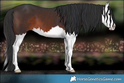 Horse Color:Brown Splash