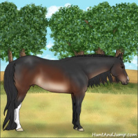 Horse Color:Brown 