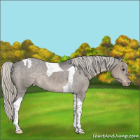 Horse Color:Silver Smoky Black Tobiano Appaloosa 