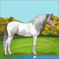 Horse Color:Bay Roan Tobiano Varnish Rabicano