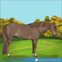 Horse Color:Liver Red Dun Rabicano 