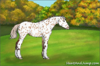 Horse Color:Silver Brown Dun Appaloosa 
