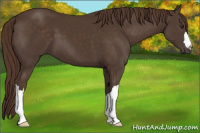 Horse Color:Liver Chestnut 