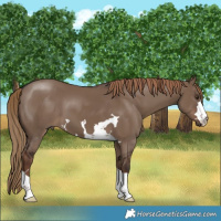 Horse Color:Liver Red Dun 