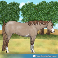 Horse Color:Liver Red Dun