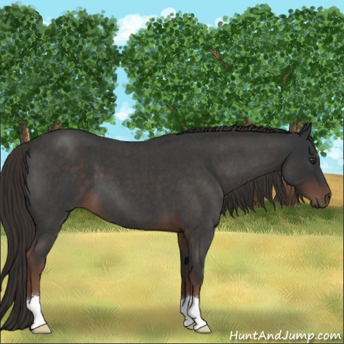 Horse Color:Liver Red Roan