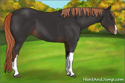 Horse Color:Liver Chestnut 