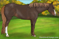 Horse Color:Liver Chestnut
