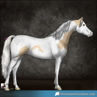 Horse Color:Silver Buckskin Dun Splash Tobiano Rabicano 