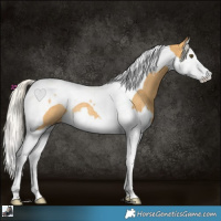 Horse Color:Silver Buckskin Dun Splash Tobiano Rabicano 