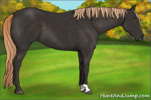 Horse Color:Liver Chestnut