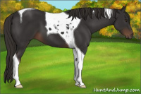 Horse Color:Liver Chestnut Tobiano 