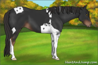 Horse Color:Liver Chestnut Tobiano 