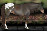 Horse Color:Liver Chestnut Snowcap
