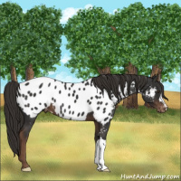 Horse Color:Liver Chestnut Appaloosa 