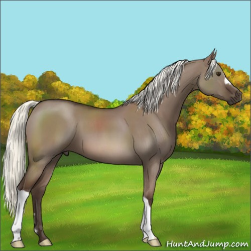 Horse Color:Liver Red Dun Mushroom 