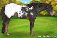 Horse Color:Liver Chestnut Appaloosa 