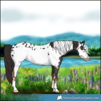 Horse Color:Liver Chestnut Frame Appaloosa