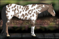 Horse Color:Liver Red Dun Appaloosa 