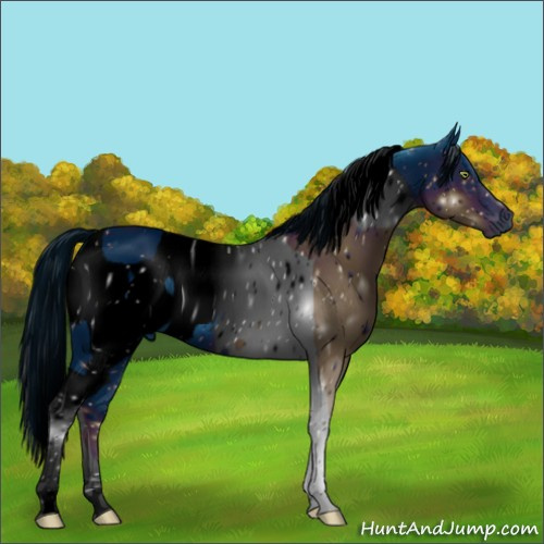 Horse Color:ERROR: UNKNOWN ANOMALY