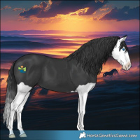 Horse Color:Black Splash 