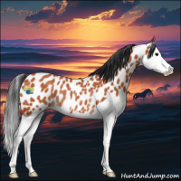 Horse Color:Bay Splash Appaloosa Rabicano 