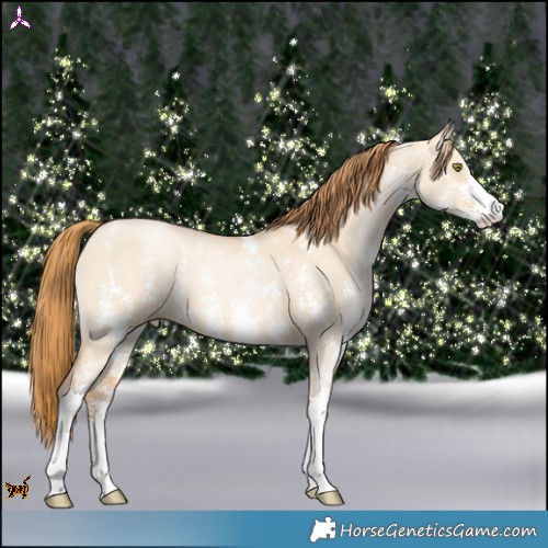 Horse Color:Red Dun Pearl Sabino 