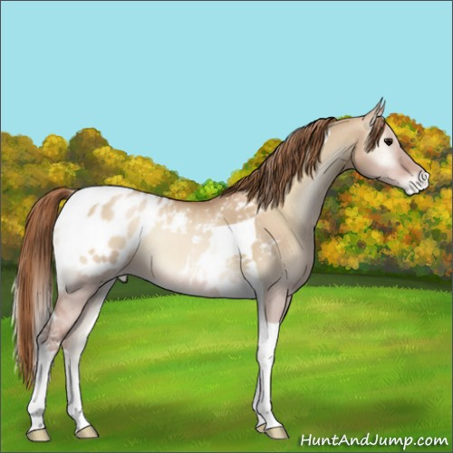 Horse Color:Grullo Pearl Onyx Tobiano Appaloosa 