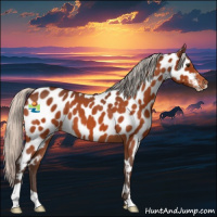 Horse Color:Silver Brown Roan Appaloosa 